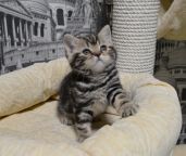 koshka faia n22 04 08.12.2020