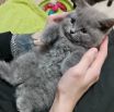 кот2 1