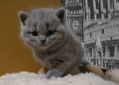 koshka a 01