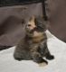 koshka 02 01 04.03.2020.03.2020