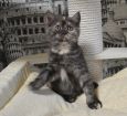 zena01 0 17.04.2020