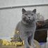 koshka a01 02 17.01.2022