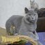 koshka a01 04 17.01.2022