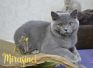 koshka a01 05 17.01.2022