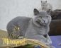 koshka a01 06 17.01.2022