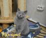 koshka a02 01 17.01.2022