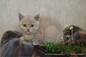 koshka j01 17.01.2022