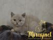 koshka j02 17.01.2022