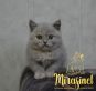 koshka j04 17.01.2022