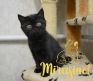 koshka n01 17.01.2022