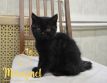 koshka n02 17.01.2022