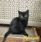 koshka n03 17.01.2022