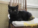 koshka n04 17.01.2022