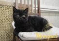 koshka n05 17.01.2022