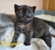 koshka f 03 26.04.2022