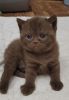 koshka01 21.09.2022