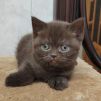 koshka 01 14.10.2022