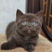 koshka 02 14.10.2022