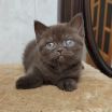 koshka 04 14.10.2022