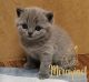 koshka01 04 15.03.2022