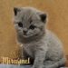 koshka02 01 15.03.2022