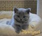 koshka03 06.04.22