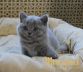 koshka04 06.04.22
