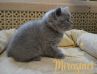 koshka07 06.04.22