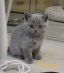 koshka10 06.04.22