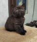 koshka b 06 14.10.2022