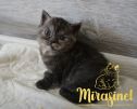 koshka fs22 01 26.04.2022