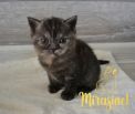 koshka fs22 03 26.04.2022