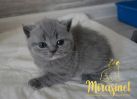 koshka g22 01 26.04.2022