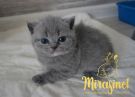 koshka g22 02 26.04.2022