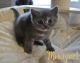 koshka24.02 g 03 06.04.22