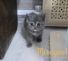 koshka24.02 g 04 06.04.22