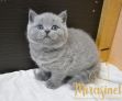 кот1 03 01062022