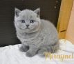 кот1 04 01062022