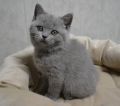 koshka a 12.03.23 03