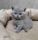 koshka1a 023 13.03.2023