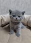 koshka2a 02 13.03.2023