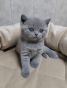 koshka2a 05 13.03.2023