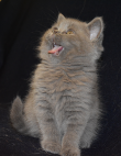 DSC 0517